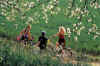 17624.jpg (38575 Byte)